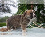 Small Photo #16 Pembroke Welsh Corgi Puppy For Sale in NEW CONCORD, OH, USA