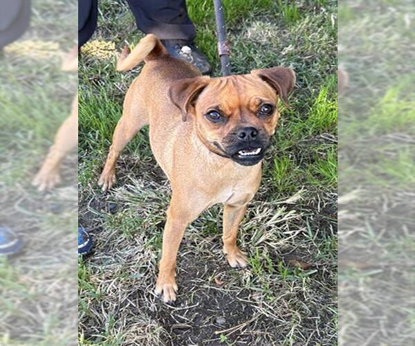 Medium Photo #1 Pug-Unknown Mix Puppy For Sale in Modesto, CA, USA