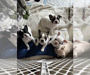 French Bulldog Litter for sale in MISSION, TX, USA