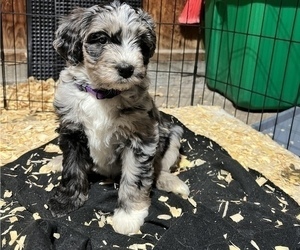 Aussiedoodle Puppy for Sale in WISNER, Nebraska USA
