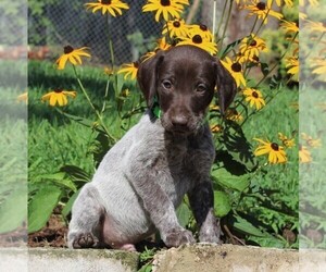 German Shorthaired Pointer Puppy for sale in PARADISE, PA, USA