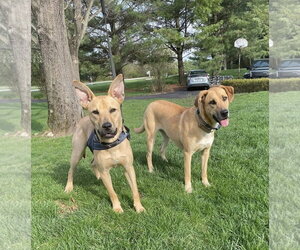 Cassian - Male Mutt Dog for Adoption - Photo #2