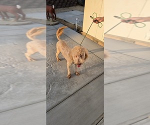 Double Doodle Puppy for Sale in HESPERIA, California USA