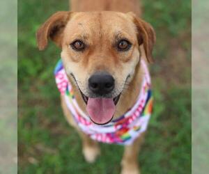 Labrador Retriever-Unknown Mix Dogs for adoption in San Antonio, TX, USA