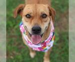 Small Labrador Retriever Mix