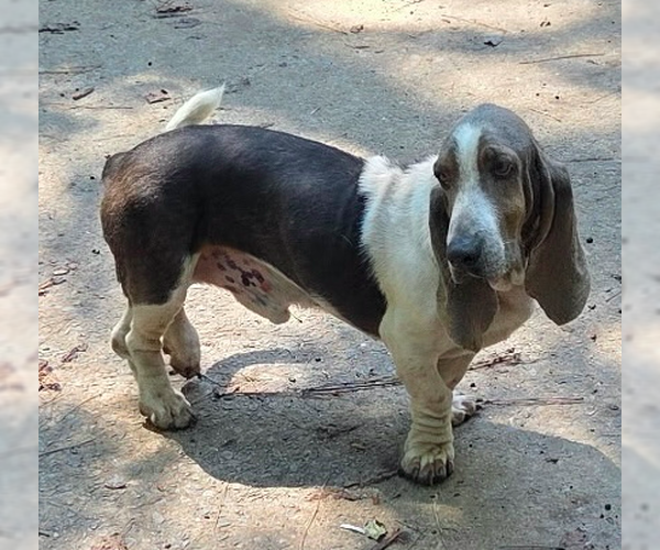 Medium Photo #1 Basset Hound-Unknown Mix Puppy For Sale in Decatur, GA, USA