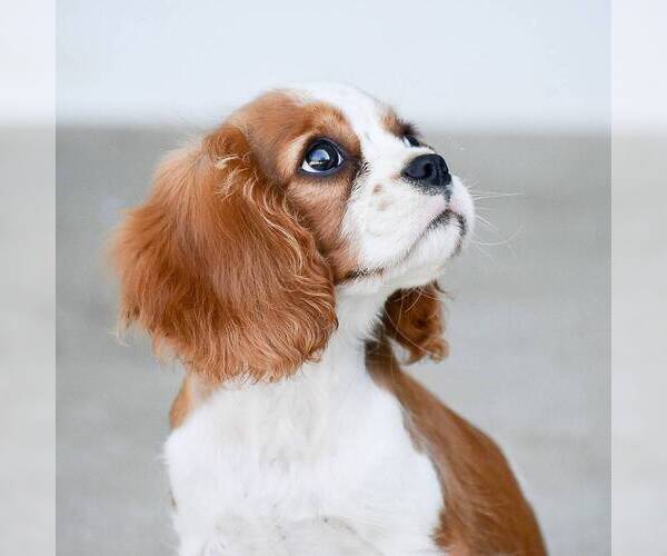 Medium Photo #2 Cavalier King Charles Spaniel Puppy For Sale in HONEY BROOK, PA, USA