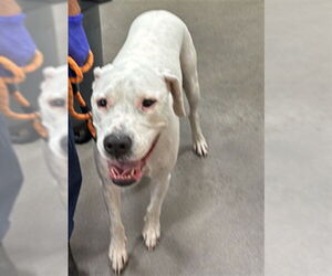 Dogo Argentino-Unknown Mix Dogs for adoption in Forestville, MD, USA