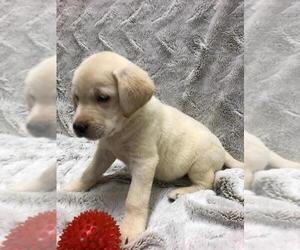 Labrador Retriever Puppy for sale in DICKSON, TN, USA