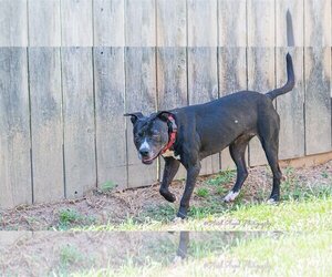 Raven - Female American Staffordshire Terrier-Labrador Retriever Mix Dog for Adoption - Photo #2