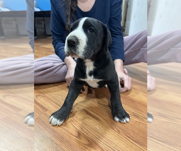Medium Photo #2 Great Dane Puppy For Sale in MAYSVILLE, KY, USA