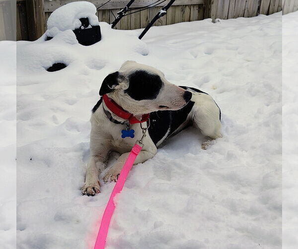 Medium Photo #6 Border Collie-Unknown Mix Puppy For Sale in Cottage Grove, MN, USA