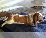 Small #1 Basset Hound