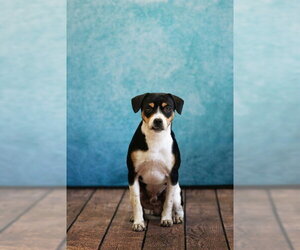 Beagle-Unknown Mix Dogs for adoption in Belleville, IL, USA