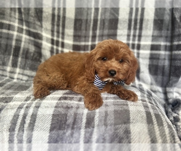 Medium Photo #2 Cavapoo Puppy For Sale in LAKELAND, FL, USA