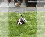 Puppy Lady Runt Basset Hound