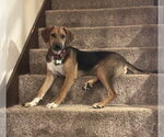 Small #2 Mutt