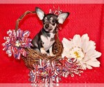 Puppy Egypt Chihuahua
