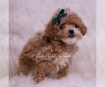 Small Photo #29 Maltipoo (Miniature) Puppy For Sale in WARSAW, IN, USA