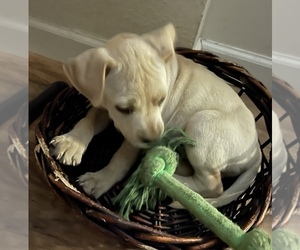 Labrador Retriever Puppy for sale in VANCOUVER, WA, USA