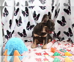 Small Photo #5 French Bulldog Puppy For Sale in CHICAGO, IL, USA