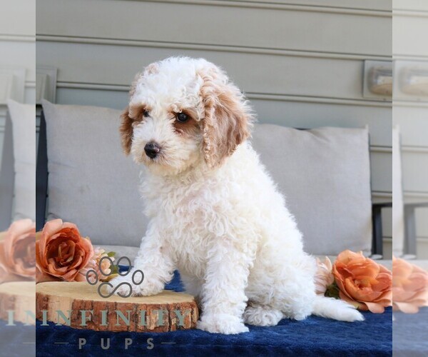 Medium Photo #4 Cavapoo Puppy For Sale in LEOLA, PA, USA