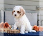 Small #3 Cavapoo