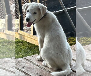 Great Pyrenees Dogs for adoption in Dallas, TX, USA