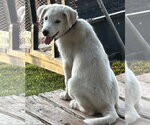 Small Great Pyrenees