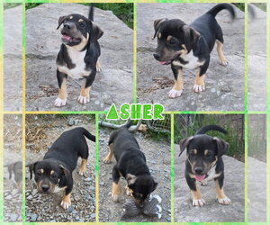 Doxle Dogs for adoption in Blacksburg, SC, USA