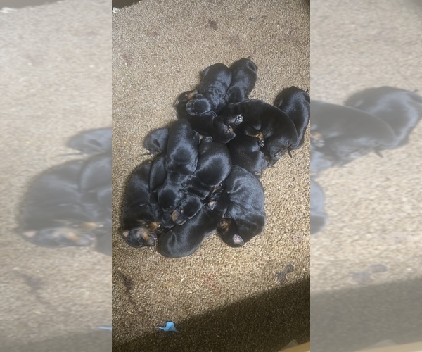 Medium Photo #1 Doberman Pinscher Puppy For Sale in DAVISON, MI, USA