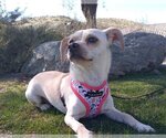 Small Photo #2 Chiweenie Puppy For Sale in Phoenix, AZ, USA