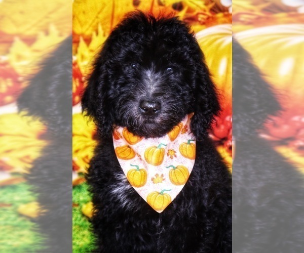 Medium Photo #3 Labradoodle Puppy For Sale in BURNS, TN, USA