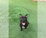 Small #48 American Pit Bull Terrier Mix