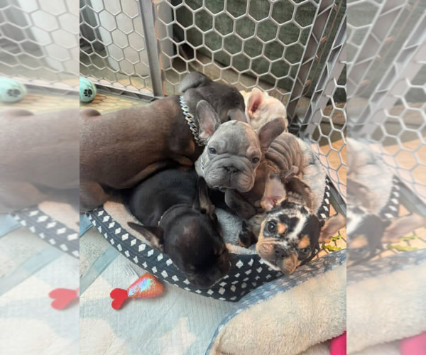 Medium Photo #13 French Bulldog Puppy For Sale in SALT LAKE CITY, UT, USA