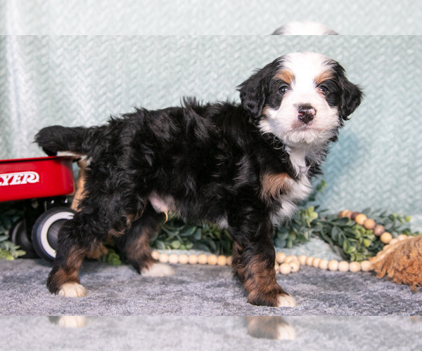 Medium Photo #3 Bernedoodle (Miniature) Puppy For Sale in APPLE CREEK, OH, USA