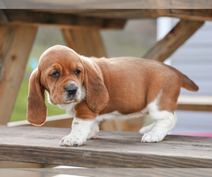 Basset Hound Puppy for sale in LIBERTY, KY, USA