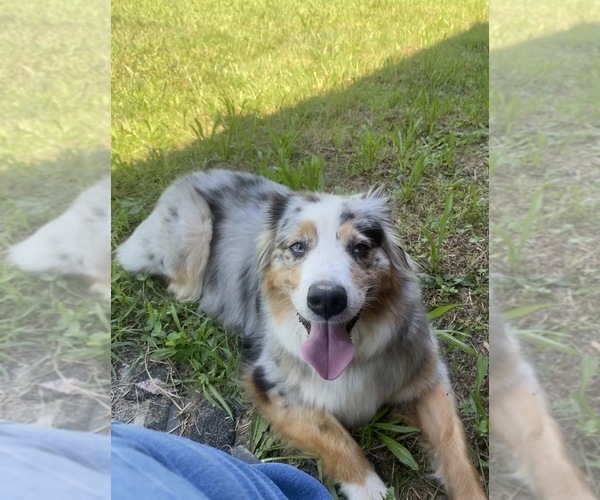 Medium Photo #1 Miniature American Shepherd Puppy For Sale in HURT, VA, USA