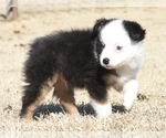 Small Photo #2 Miniature Australian Shepherd Puppy For Sale in CHICKASHA, OK, USA
