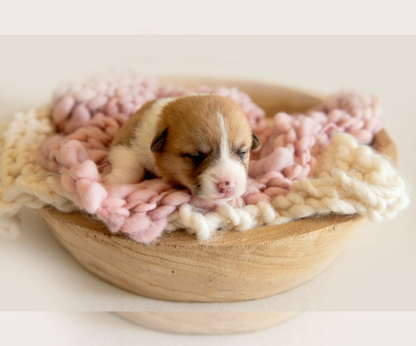 Medium Photo #3 Pembroke Welsh Corgi Puppy For Sale in WAVERLY HALL, GA, USA
