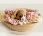 Small Photo #3 Pembroke Welsh Corgi Puppy For Sale in WAVERLY HALL, GA, USA