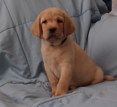 Medium Photo #1 Labrador Retriever Puppy For Sale in CALIENTE, CA, USA