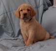 Small Photo #1 Labrador Retriever Puppy For Sale in CALIENTE, CA, USA