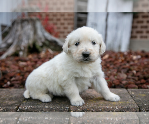 Medium Photo #1 English Cream Golden Retriever Puppy For Sale in ORRVILLE, OH, USA