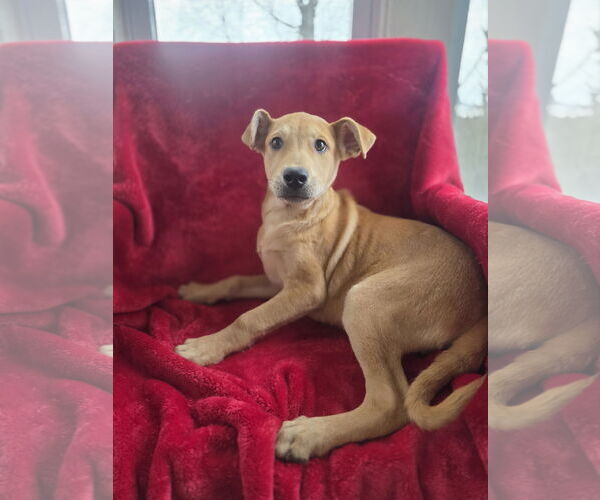 Medium Photo #2 Shepradors Puppy For Sale in SHERBURNE, NY, USA