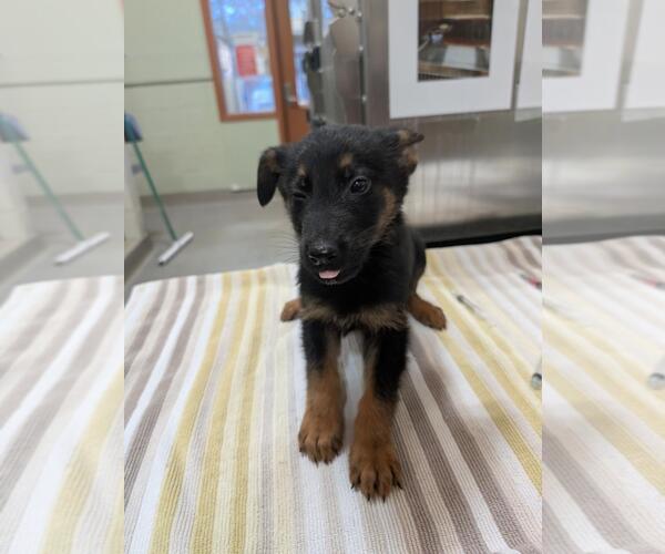 Medium Photo #1 German Shepherd Dog-Unknown Mix Puppy For Sale in Upland, CA, USA