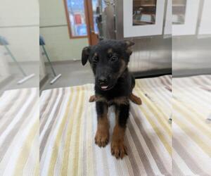 German Shepherd Dog-Unknown Mix Dogs for adoption in Upland, CA, USA