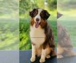 Small Photo #2 Australian Shepherd Puppy For Sale in HOPEWELL JUNCTION, NY, USA