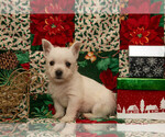 Small West Highland White Terrier