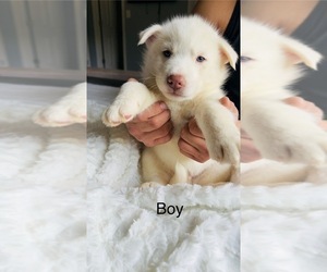 Medium Siberian Husky